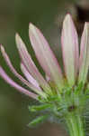 Tennessee purple coneflower